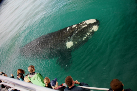 Whale Season 2012