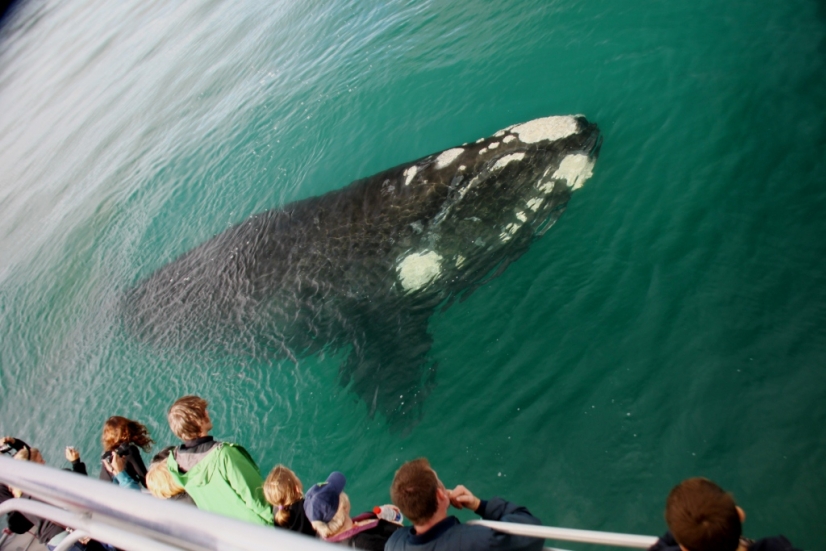 Whale Season 2012