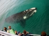 Whale Season 2012