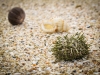 Beachcombing in Winter