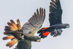 Margaret-River-Discovery-Co-wildflife-spotting-the-iconic-Red-Tail-Black-Cockatoos