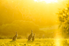 Margaret-River-Discovery-Co-wildlfe-spotting-Kangaroos