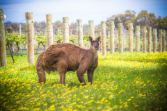 Margaret-River-Discovery-Co-wildlife-viewing-including-Kangaroos