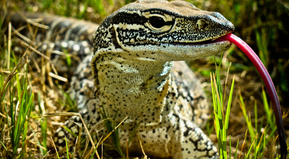 Cape to Cape Track Wild Life