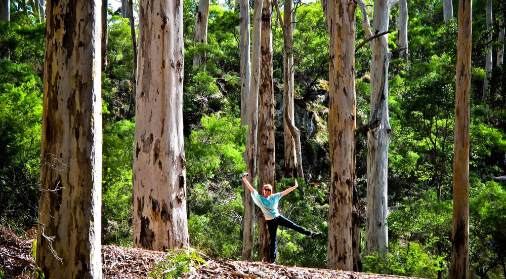 Spot the monkey in Boranup Forest