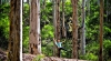 Spot the monkey in Boranup Forest