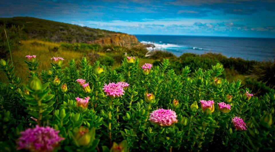 The Cape to Cape Wildflowers are Back!