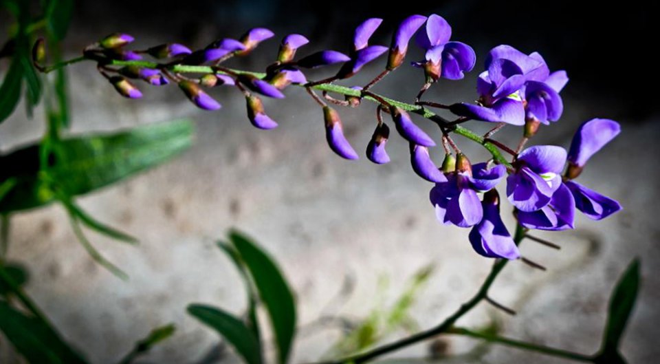 Wildflowers Gone Wild