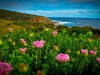 The Cape to Cape Wildflowers are Back!