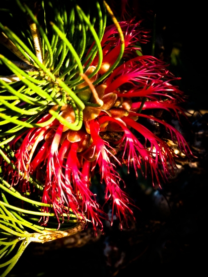 Silky Leaved Bloodflower
