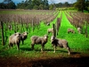Cape Mentelle lawn mowers Cape Mentelle lawn mowers