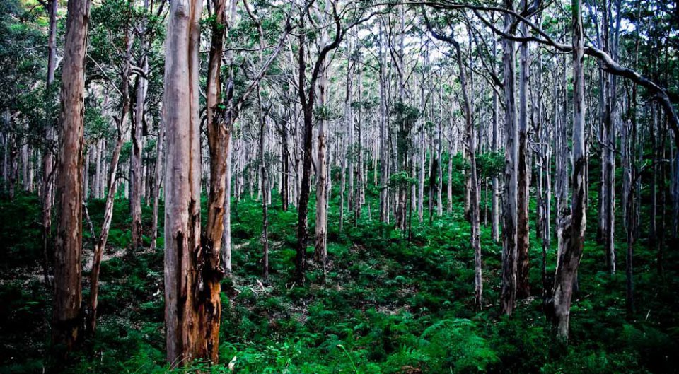 Karri Forrest After the Rain
