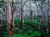 Karri Forrest After the Rain