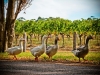 Vineyard Report Autumn 2012