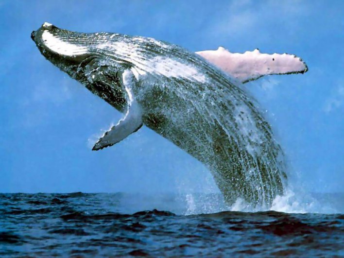 humpback_whale1