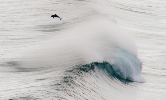 Margaret River waves not just for surfers!