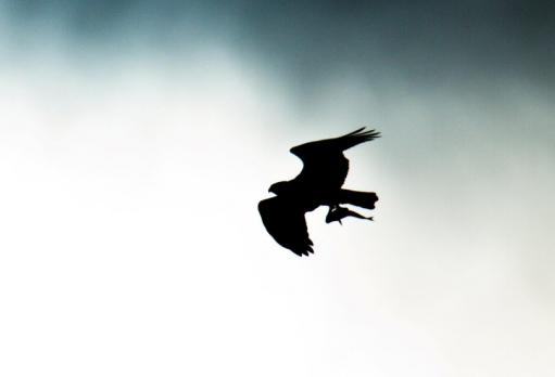 Osprey coming home with dinner for kids!