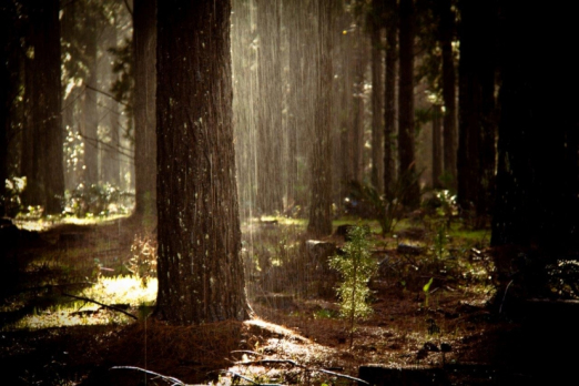 Sunshower in the Margaret River pines. Sunshower in the Margaret River pines.