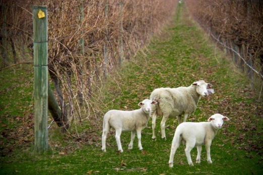 Lambs among the Margaret River vineyards