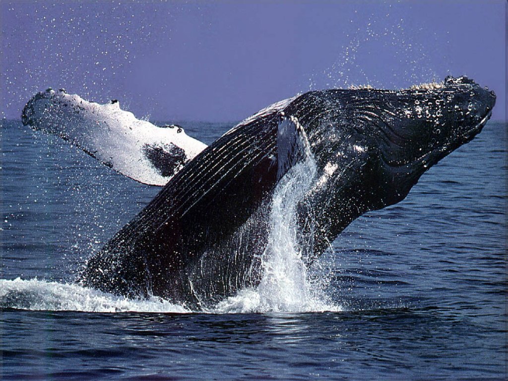 humpback_whale1
