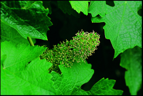 vineyard-flowering vineyard-flowering