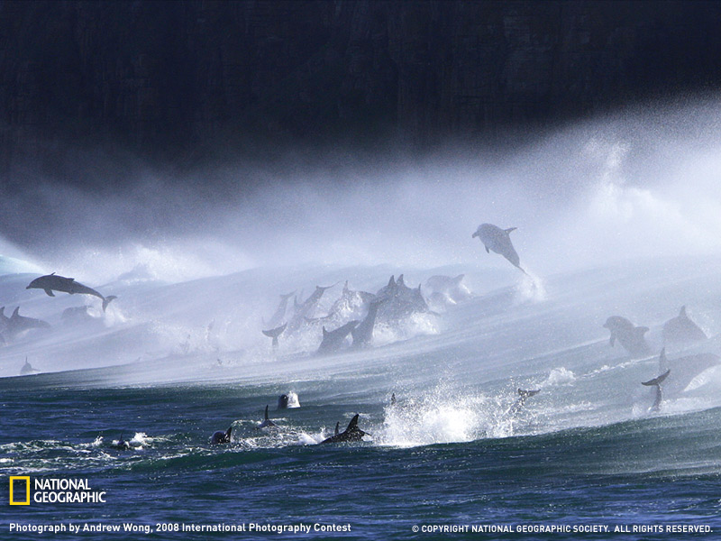 bottlenose-dolphins-surf-072709-sw Bottlenose Dolphins. Photograph by Andrew Wong