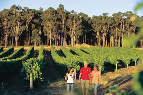 Spring in the Margaret River vineyards Spring in the Margaret River vineyards