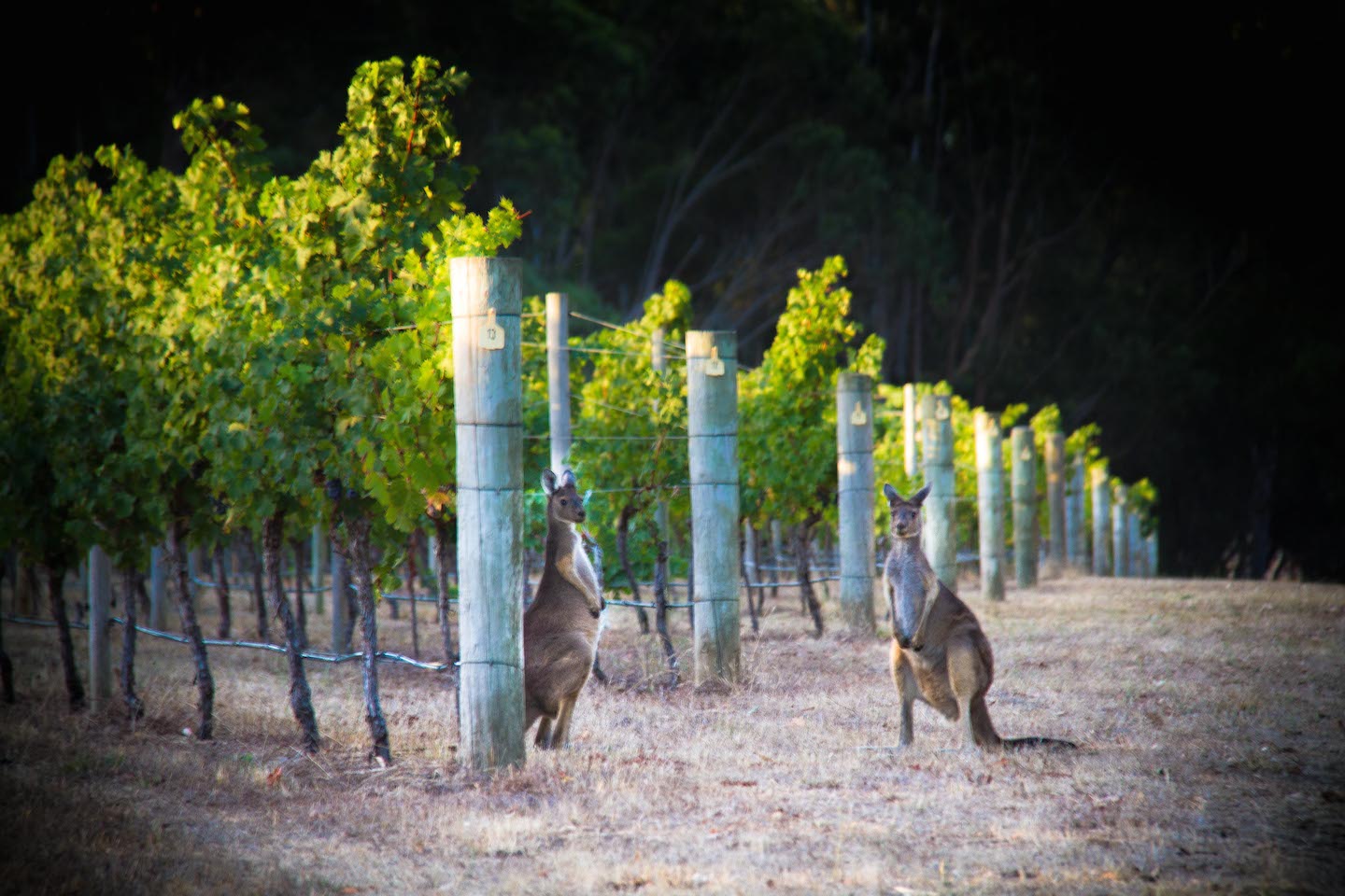 Kangaroos in the Cape Mentellle vineyard on Margaret River Best of the Best Wine Tour