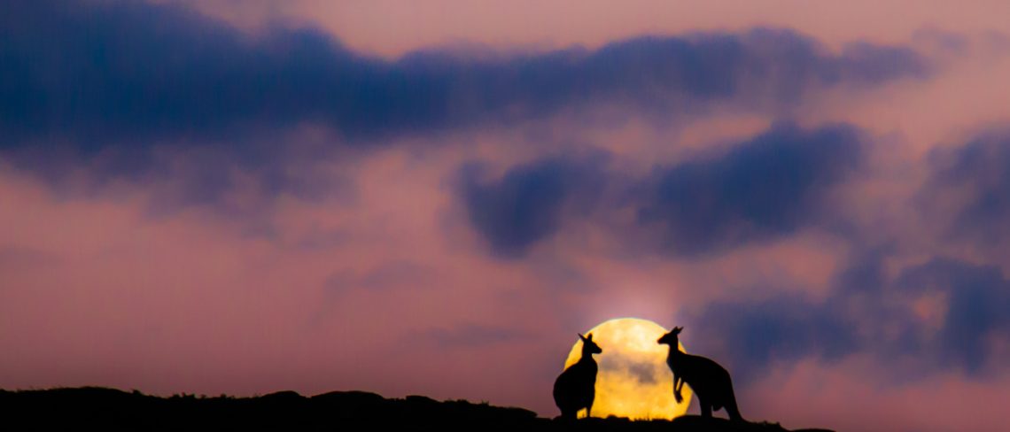 Kangaroos in Moonlight with Margaret River Discovery Tours