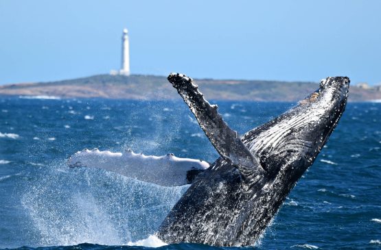 Whale Watching in Margaret River: When Giants Grace Our Coast Whale Watching in Margaret River: When Giants Grace Our Coast